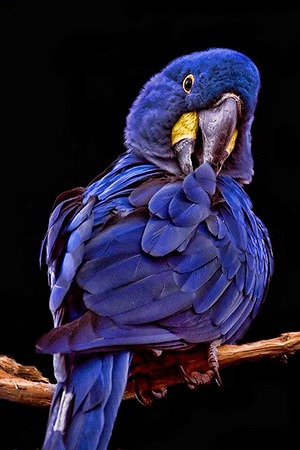 Hyacinth Macaw Central & Eastern South America Endangered