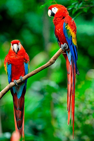 Red Wing Macaw South America Endangered