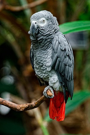 African Grey Western & Central Africa Vulnerable