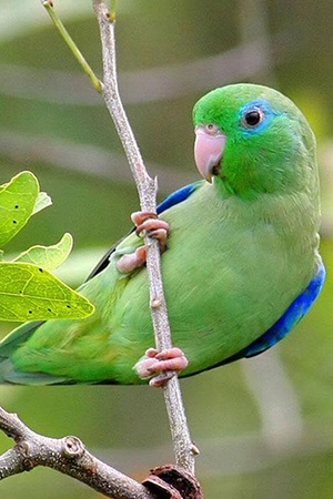 Parrotlet Peru & Ecuador Endangered