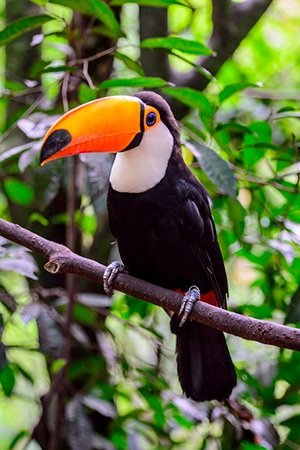 Toco Toucan South America Endangered