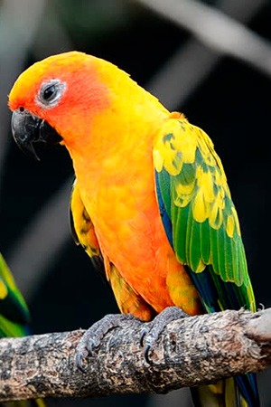 Sun Conure South America Endangered