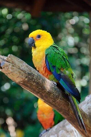 Jenday Conure Brazil Endangered