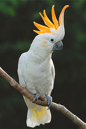 Citron Crested Cockatoo Indonesia Endangered