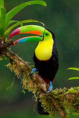 Keel Billed Toucan Mexico, Venezuela & Colombia