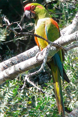 Red Front Macaw Bolivia Endangered