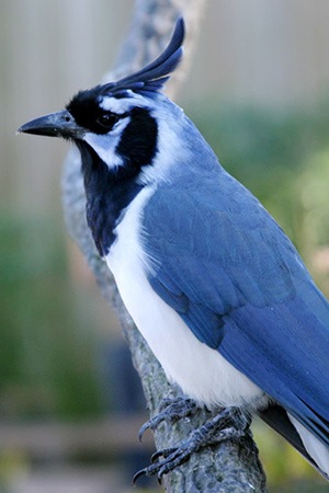 Black Throated Magpie Northwest Mexico Threatened