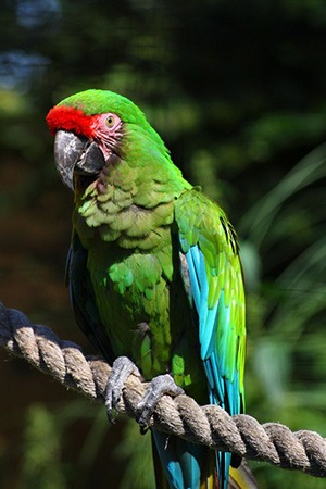 Military Macaw Mexico & South America Endangered
