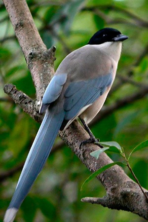 Azure Winged Magpie Portugal, Japan, China