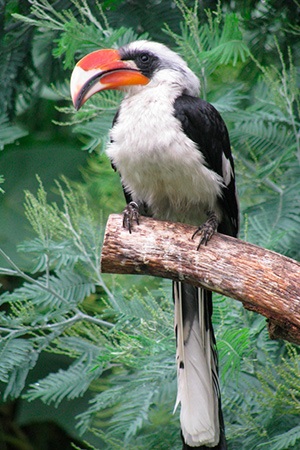 Von Der Decken Hornbill East Africa Threatened