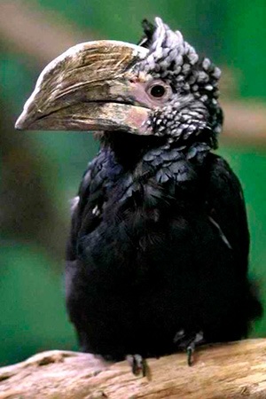 Silvery Cheeked Hornbill Africa