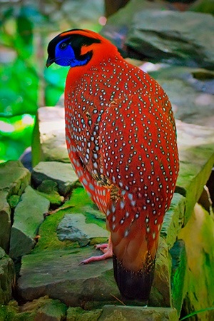 Red Indian Pheasant Asia