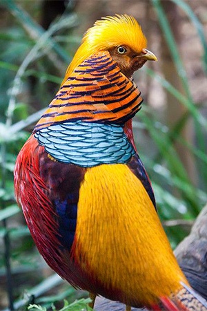 Gold Indian Pheasant Western China