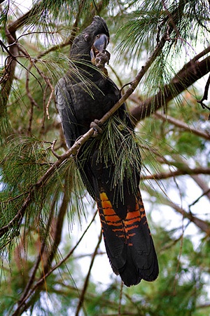 Red Tailed Black Cockatoo Australia Threatened