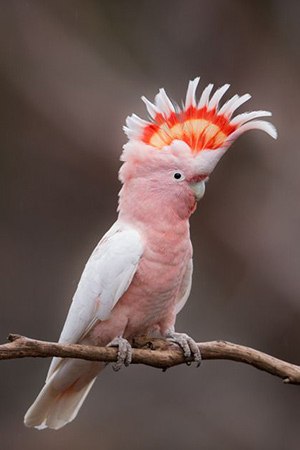 Major Mitchell’s Cockatoo Inland Areas of Australia