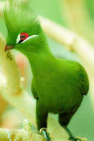 Guinea Turaco West and Central Africa