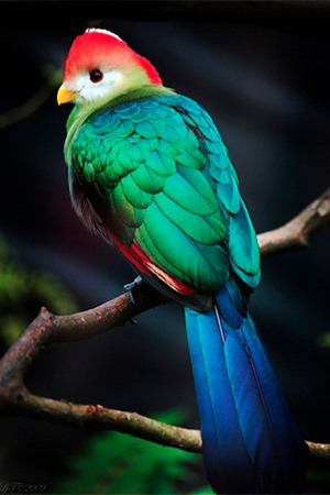 Red Crested Turaco Western Angola