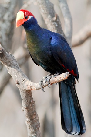 Violet turaco West Africa