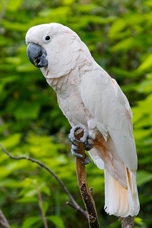 Moluccan Cockatoo Eastern Indonesia Endangered