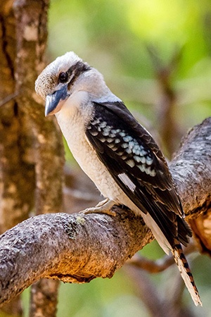 Kookaburra Australia and New Guinea