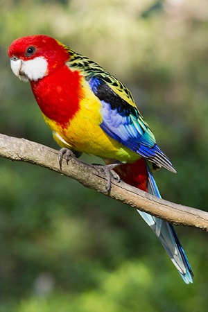 Rosella Australia