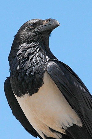 African Pied Crow Africa