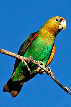 Cape Parrot South Africa