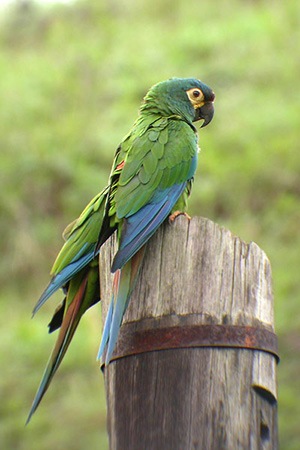 Illinger Macaw Central and Eastern South America Near threatened