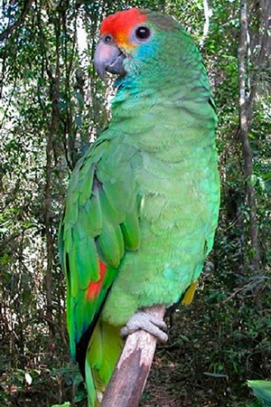 Orange Cheeked amazon South America Near Threatened