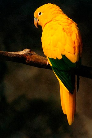 Golden Conure Northern Brazil Vulnerable