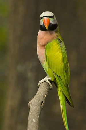 Mustache Parakeet South Asia Near threatened