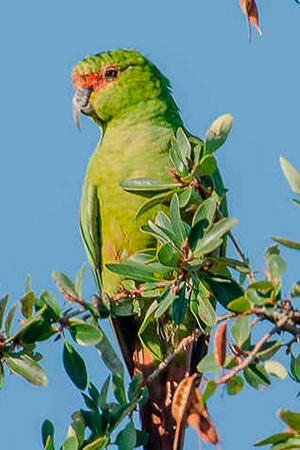 Slender Billed Conure Southern Chili