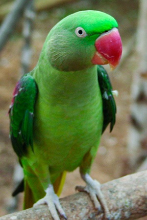 Alexandrine Parakeet Punjab Near threatened