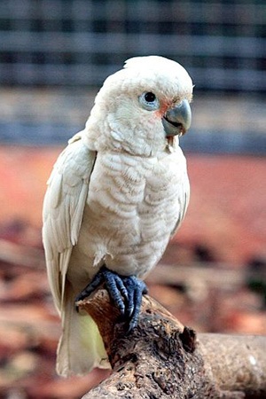 Goffin’s Cockatoo Tanimbar Islands Indonesia Near Threatened