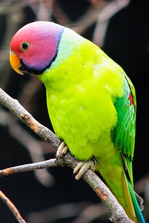 Plum headed Parakeet Indian Subcontinent