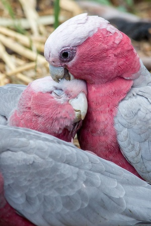 Rose Breasted Cockatoo Mainland Australia