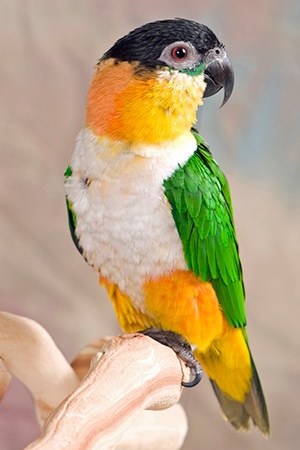 Black Headed Caique Amazon