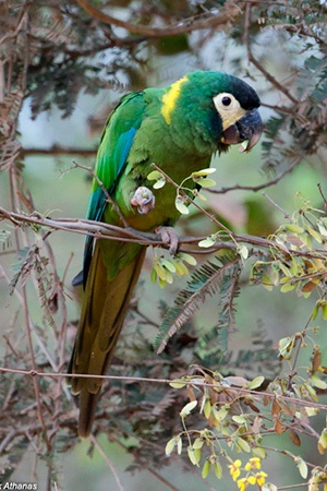 Yellow Collar Macaw Brazil