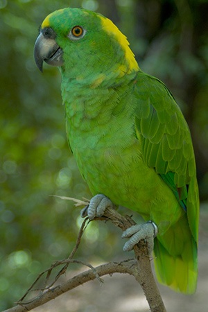 Yellow Naped Amazon Mexico and Costa Rica Vulnerable