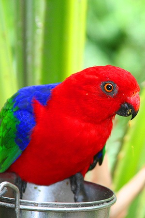 Ambonia King Parrot Maluku and Indonesia