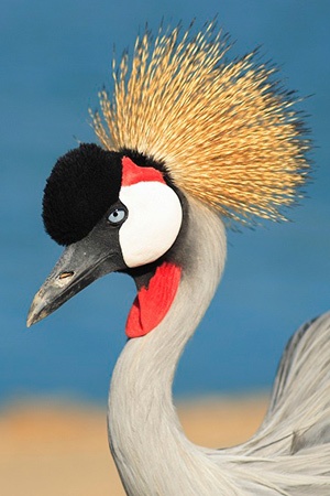 African Crowned Crane Africa Endangered