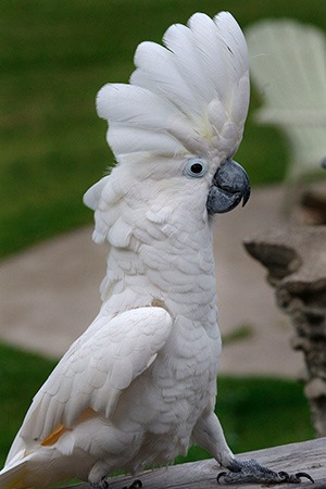 Umbrella Cockatoo Indonesia Endangered