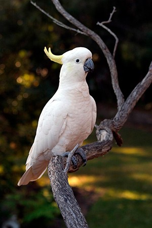 Sulfur Crested Cockatoo Australia & New Guinea