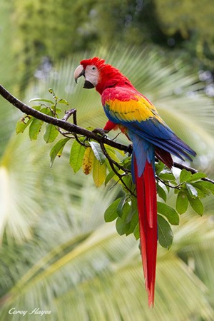 Scarlett Macaw South America Endangered