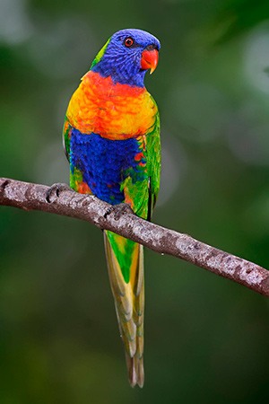 Lorikeet Asia, Polynesia, Australia, Papa New Guinea