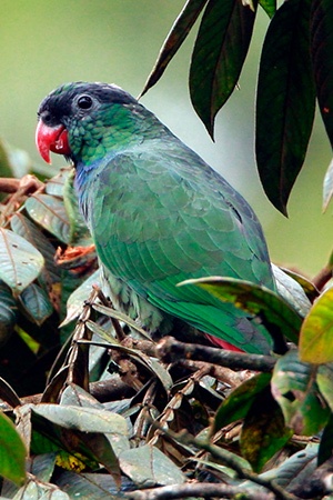 Great Billed Parrot South East Asian Islands