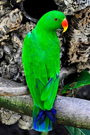 Eclectus Soloman Islands, New Guina