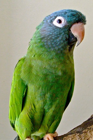 Blue Crown Conure Eastern Colombia