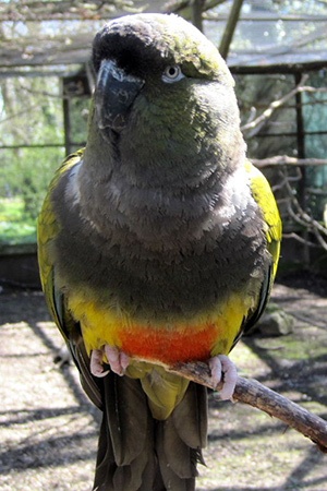 Patagonia Conure Argentina