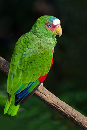 White Capped Amazon Central America